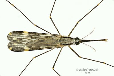 Mosquitoes - Anopheles punctipennis m22 1