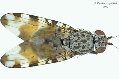 Picture-winged Fly - Pseudotephritis vau m22 1
