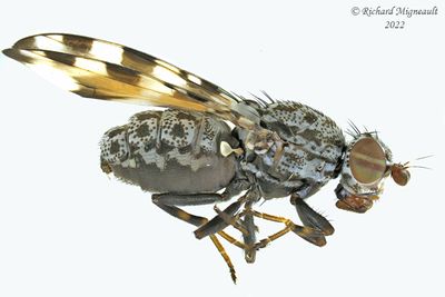 Picture-winged Fly - Pseudotephritis vau m22 2
