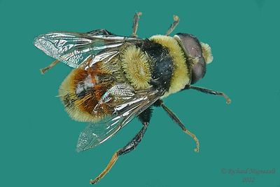 Syrphid Fly - Eristalis flavipes m22