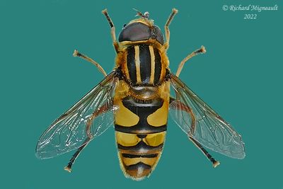 Syrphid Fly - Helophilus fasciatus m22