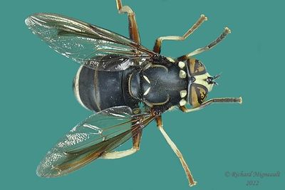 Syrphid Fly - Spilomyia fusca - Bald-faced Hornet Fly m22 1