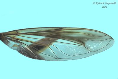 Syrphid Fly - Spilomyia fusca - Bald-faced Hornet Fly m22 3