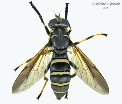 Syrphid Fly - Temnostoma barberi m22 1