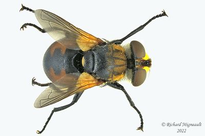 Tachinidae - Gymnosoma sp3 m22 