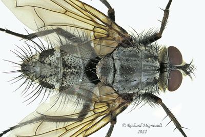 Tachinidae - Tribe Dexiini m22 1