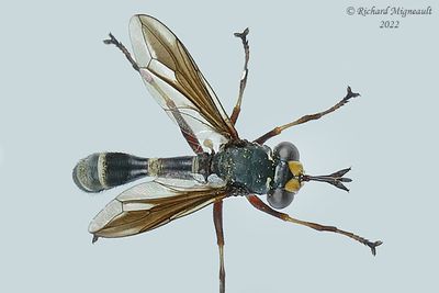 Thick-headed Fly - Physocephala furcillata sp3 m22 1