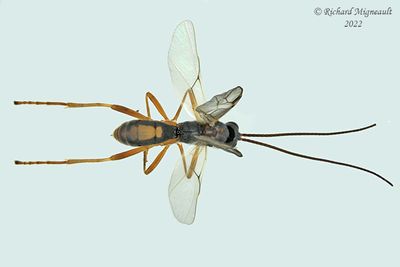 Braconid Wasp - Aleiodes scrutator m22 1