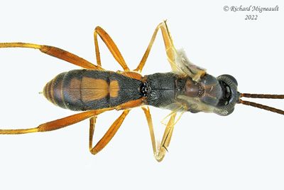 Braconid Wasp - Aleiodes scrutator m22 2