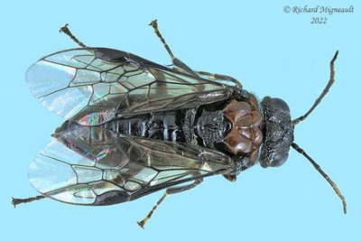Common sawfly - Eriocampa ovata m22 