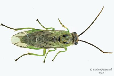 Common sawfly - Euura sp m22 1