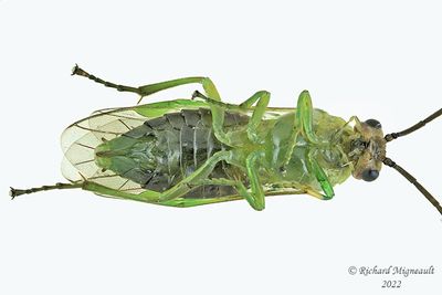Common sawfly - Euura sp m22 2