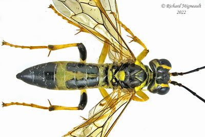 Common sawfly - Tenthredo verticalis m22 1
