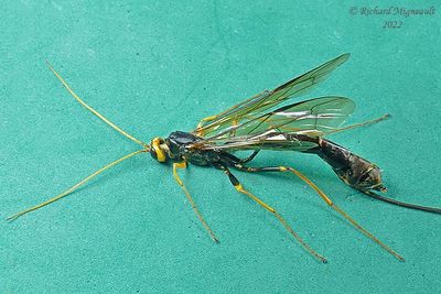 Ichneumon Wasp - Megarhyssa atrata m22 2