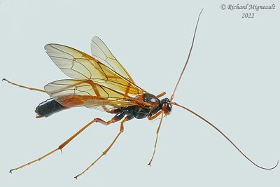 Ichneumon Wasp - Opheltes glaucopterus barberi m22 1