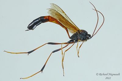 Ichneumon Wasp -Therion circumflexum m22 1