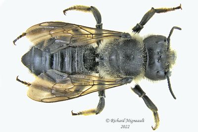 Megachilidae - Megachile - inermis m22 1