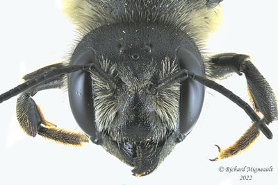Megachilidae - Megachile - inermis m22 3