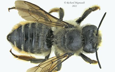 Megachilidae - Megachile rotundata m22 1