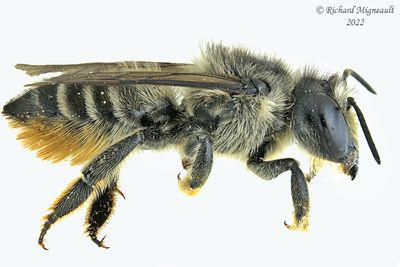 Megachilidae - Megachile rotundata m22 2