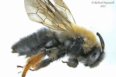 Mining Bee - Andrena clarkella m22 1
