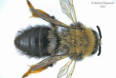 Mining Bee - Andrena clarkella m22 2