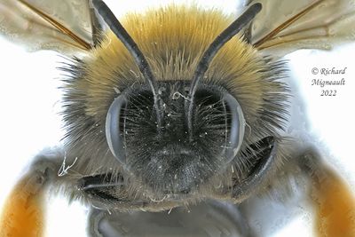 Mining Bee - Andrena clarkella m22 3