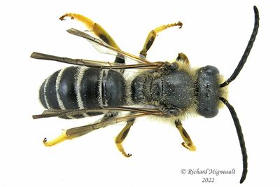 Sweat bee - Halictus rubicundus sp5 m22 1