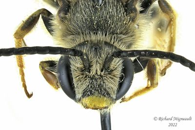 Sweat bee - Halictus rubicundus sp5 m22 3