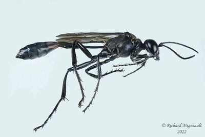 Thread-waisted Wasps - Ammophila sp2 m22 1