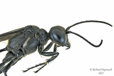 Thread-waisted Wasps - Ammophila sp2 m22 2