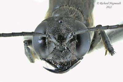 Thread-waisted Wasps - Ammophila sp2 m22 3