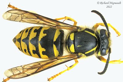 Vespidae - Dolichovespula arenaria - Common Aerial Yellowjacket m22 1