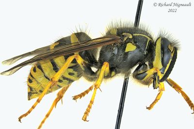 Vespidae - Dolichovespula arenaria - Common Aerial Yellowjacket m22 3