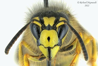 Vespidae - Dolichovespula arenaria - Common Aerial Yellowjacket m22 4