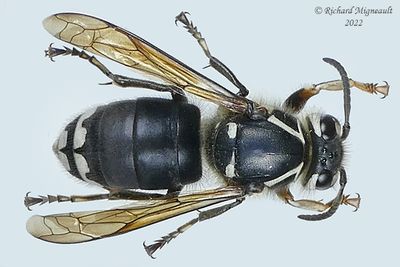 Vespidae - Dolichovespula maculata - Baldfaced Hornet m22 1