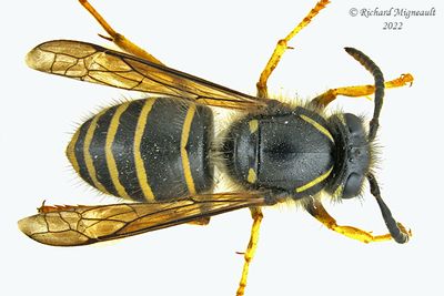 Vespidae - Dolichovespula norvegicoides - Northern Aerial Yellowjacket m22 1