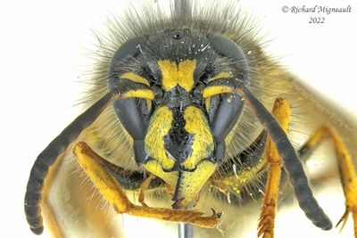 Vespidae - Dolichovespula norvegicoides - Northern Aerial Yellowjacket m22 2