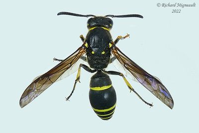 Potter and Mason Wasp - Ancistrocerus antilope m22 