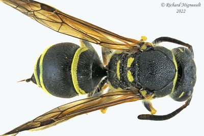 Potter and Mason Wasp - Ancistrocerus catskill female m22 1