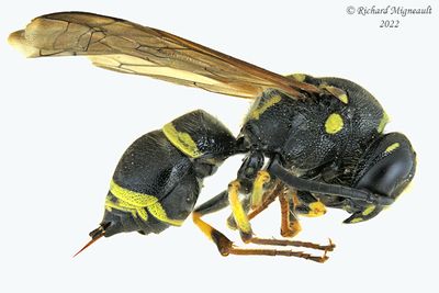 Potter and Mason Wasp - Ancistrocerus catskill female m22 2