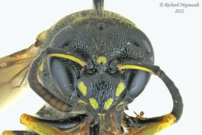 Potter and Mason Wasp - Ancistrocerus catskill female m22 3