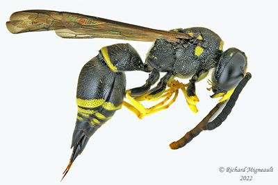 Potter and Mason Wasp - Ancistrocerus catskill male m22 1