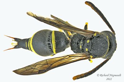 Potter and Mason Wasp - Ancistrocerus catskill male m22 2