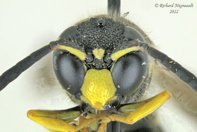 Potter and Mason Wasp - Ancistrocerus catskill male m22 3