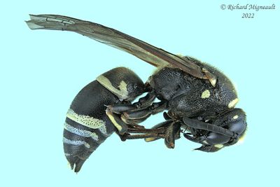 Potter and Mason Wasp - Euodynerus - foraminatus-group m22 1