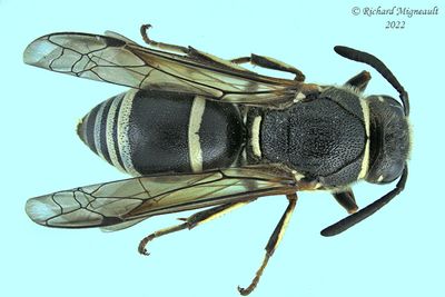 Potter and Mason Wasp - Euodynerus - foraminatus-group m22 2