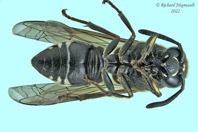 Potter and Mason Wasp - Euodynerus - foraminatus-group m22 3