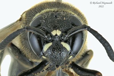 Potter and Mason Wasp - Euodynerus - foraminatus-group m22 4