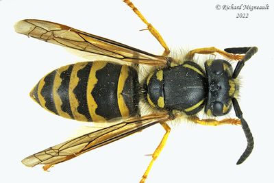 Vespidae - Vespula alascensis - Yellowjacket Wasp m22 1